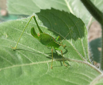 Speckled Bush Cricket